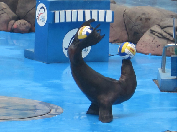 Chengdu Haichang Polar Ocean World