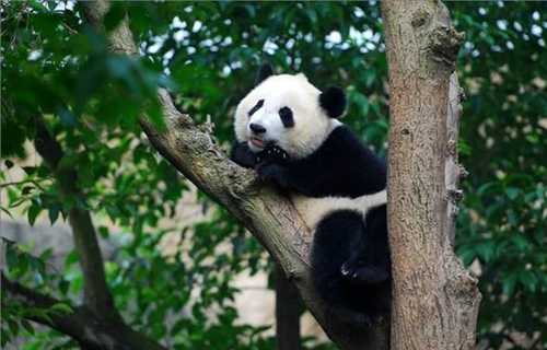 Chengdu Giant Panda Base 2