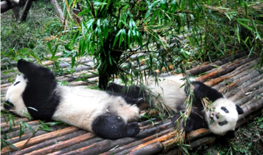 chengdu panda