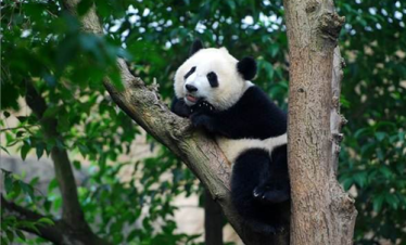 Chengdu Panda