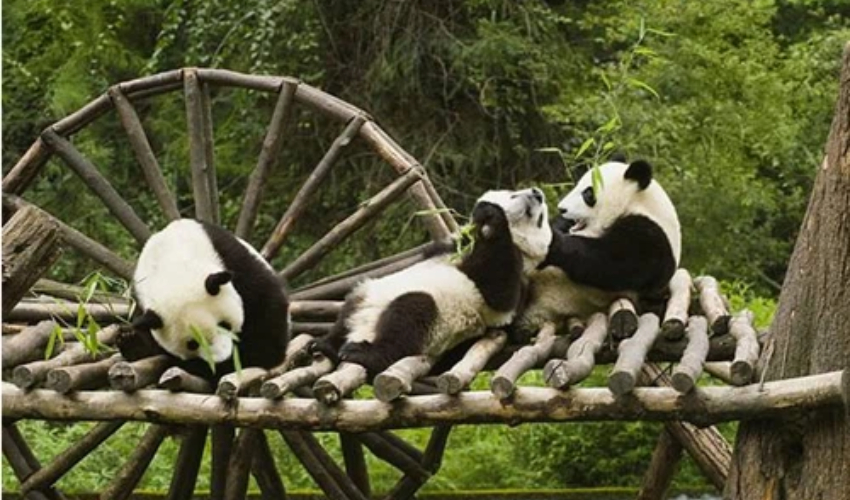 panda1