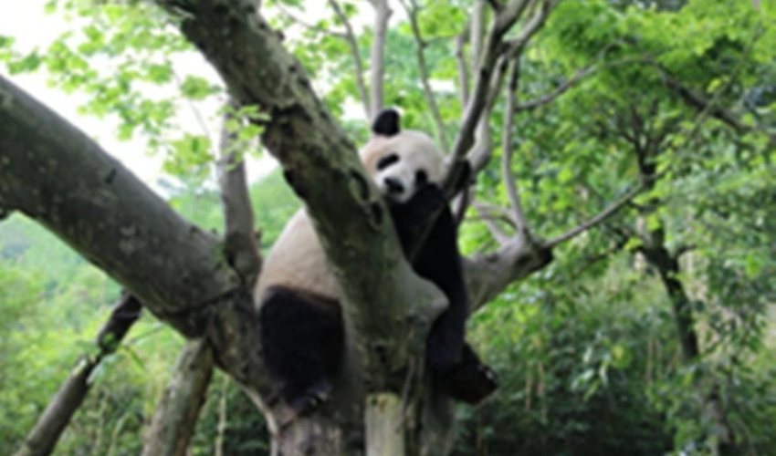 panda2