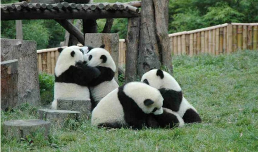 panda
