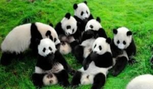 Chengdu Family Travel: 5 Tourist Traps to Skip (and Better Alternatives for Kids)