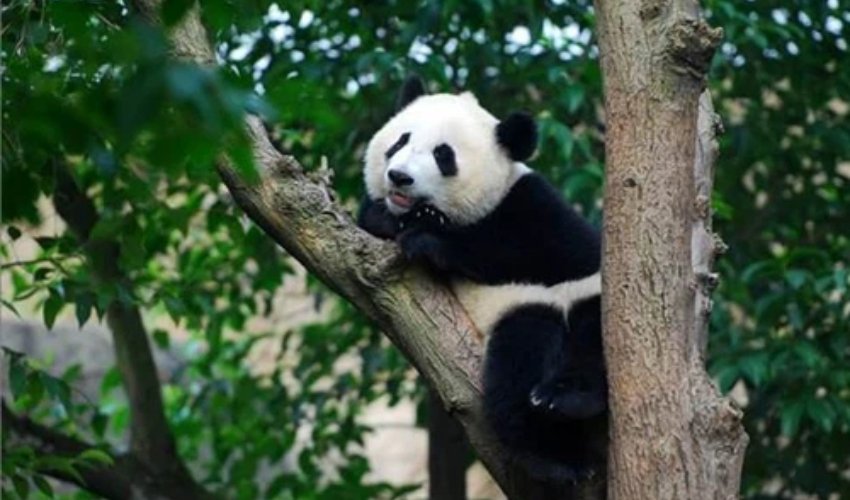 3-day panda self-drive loop
